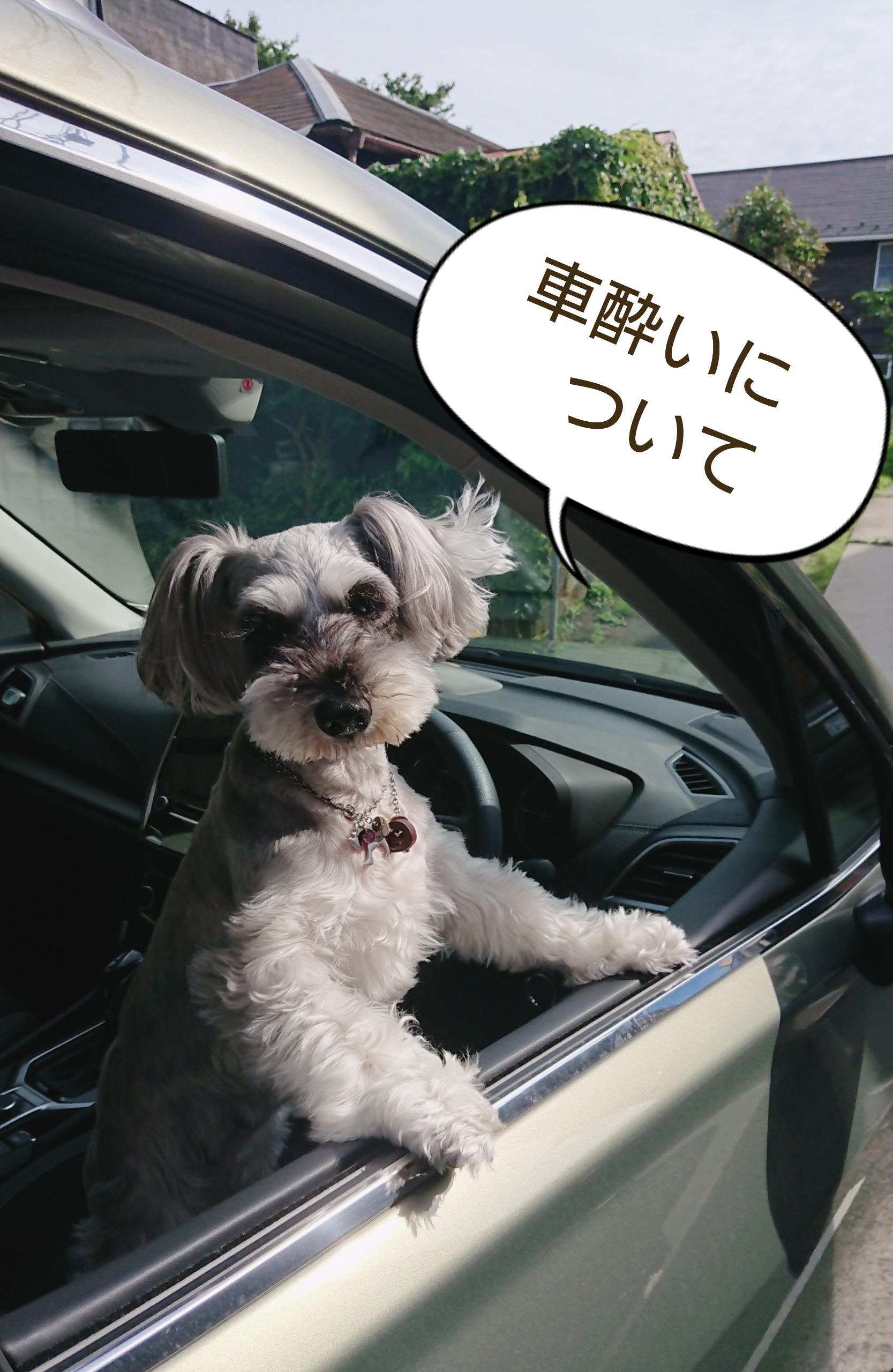 酔い 犬 車