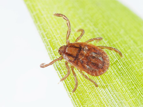 身近に迫るSFTS(重症熱性血小板減少症候群)について