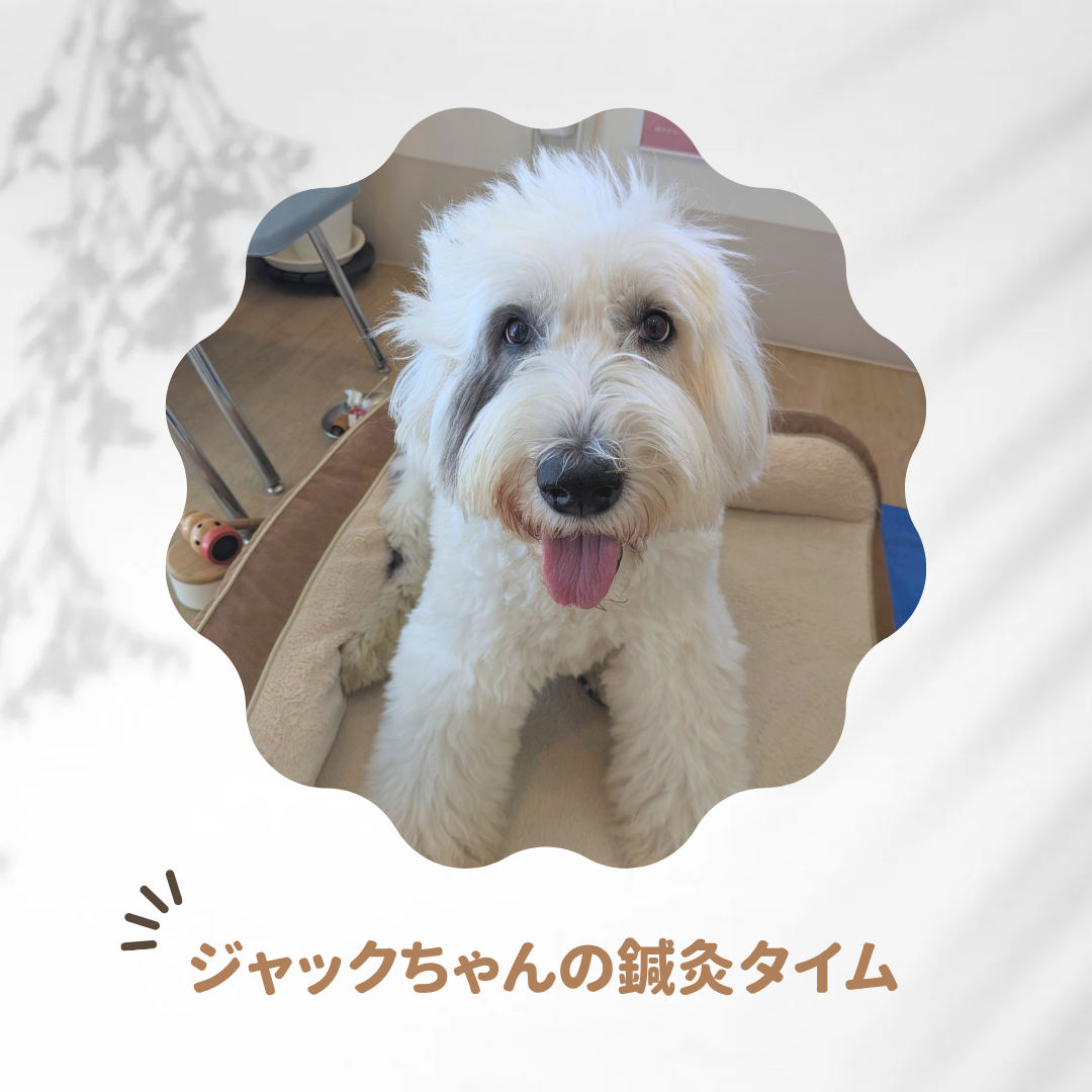 鍼灸治療症例【ジャックちゃん】