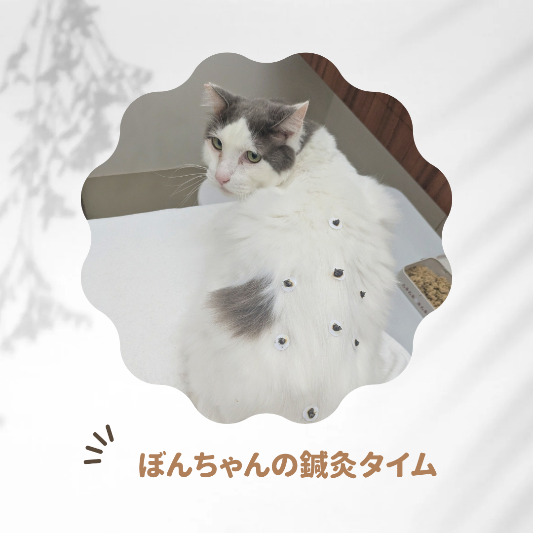 鍼灸治療症例【ぼんちゃん】