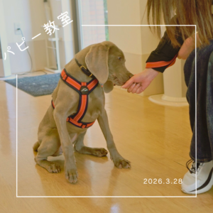 2026.3.28 パピー教室
