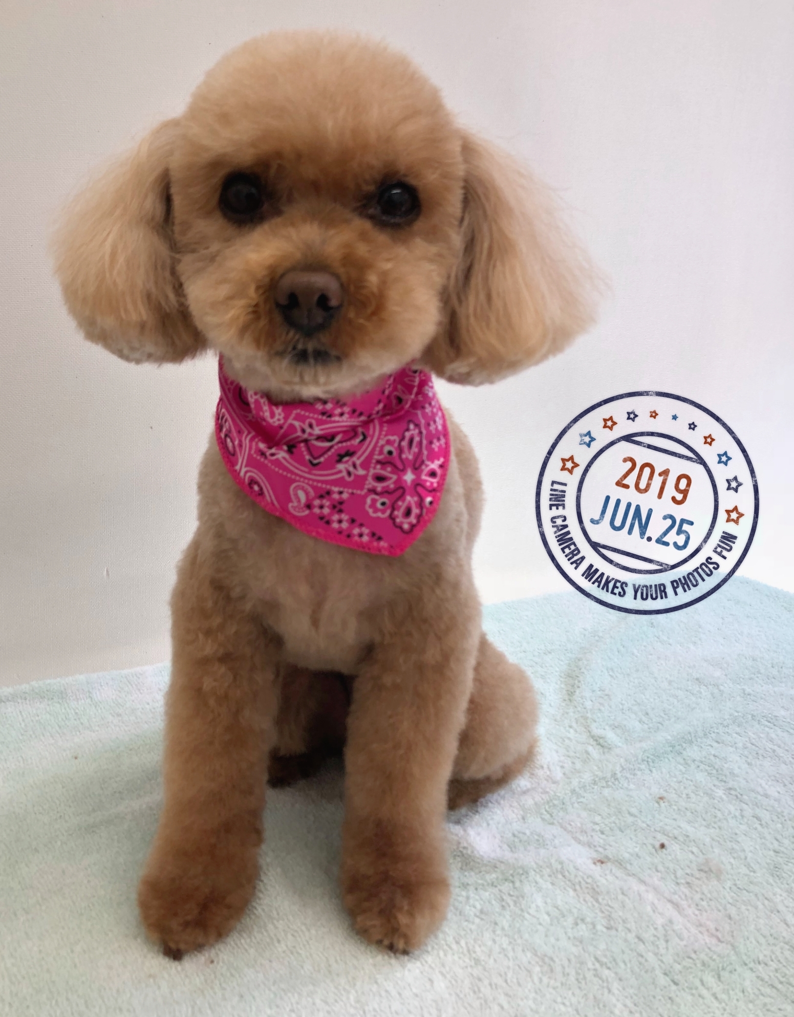 19 6 25 28 トリミング トリミング ホテルブログ