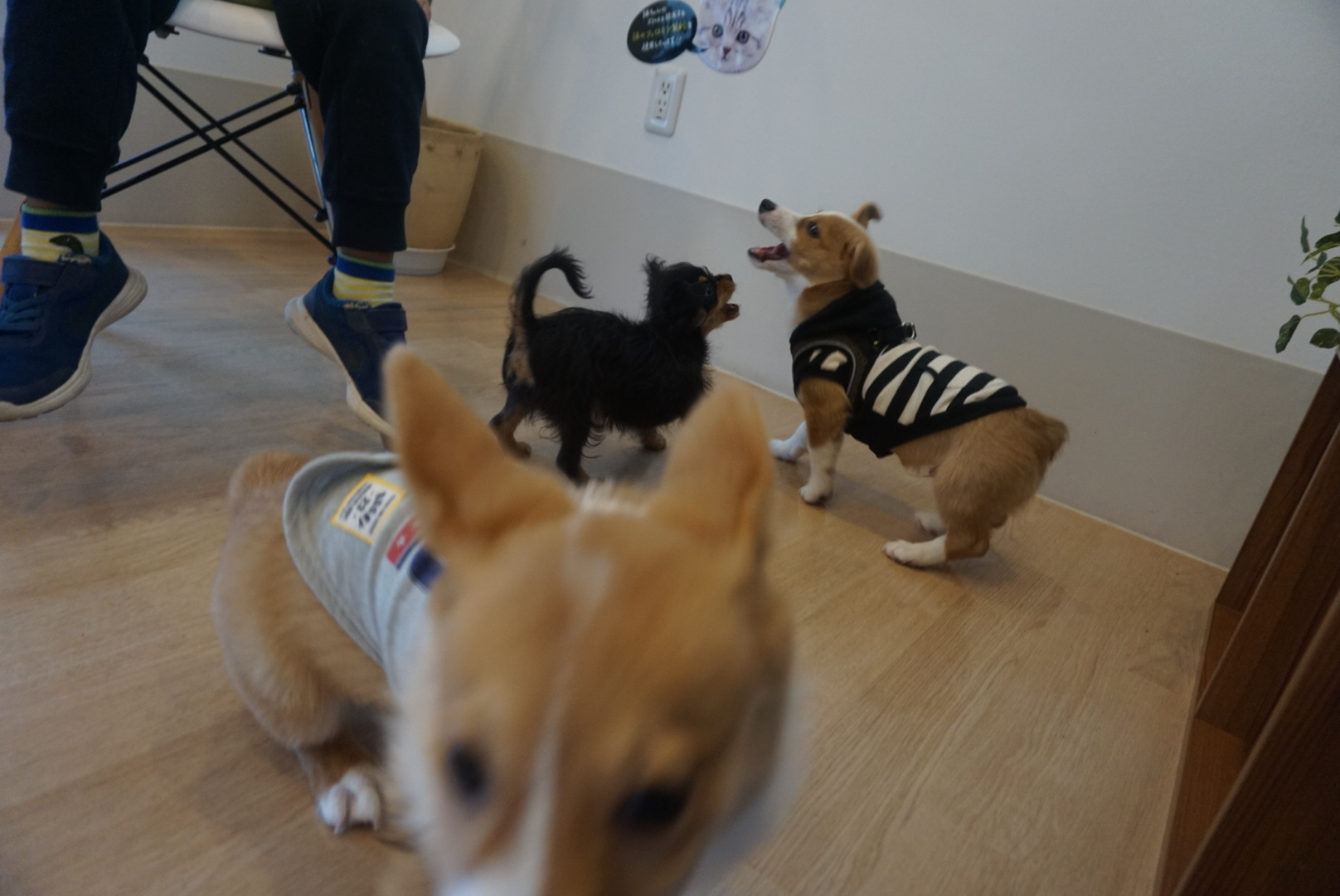 パピー