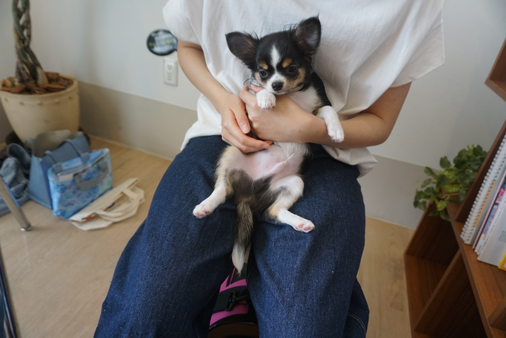 パピー教室