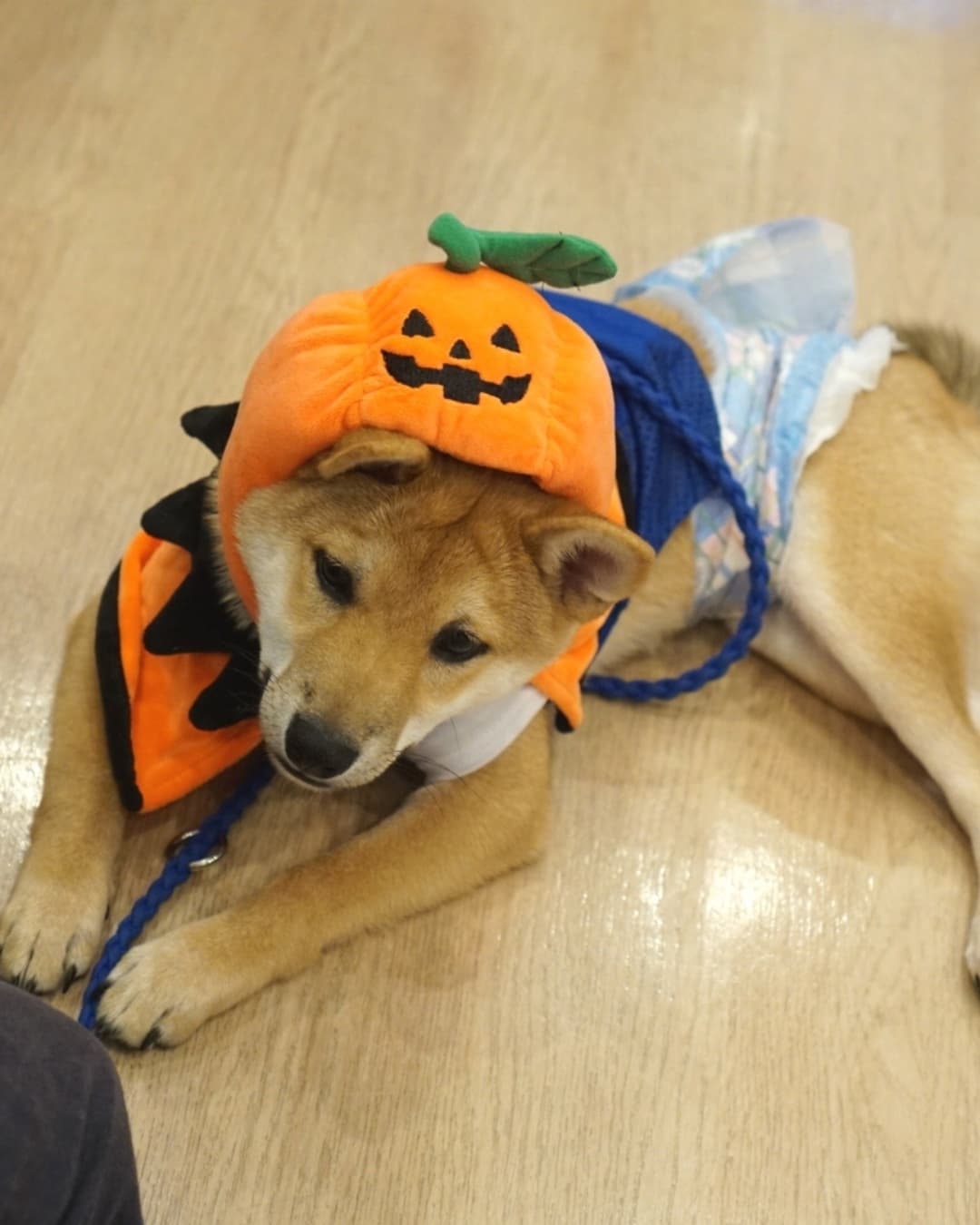 パピー