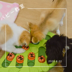2026.8.22  パピー教室