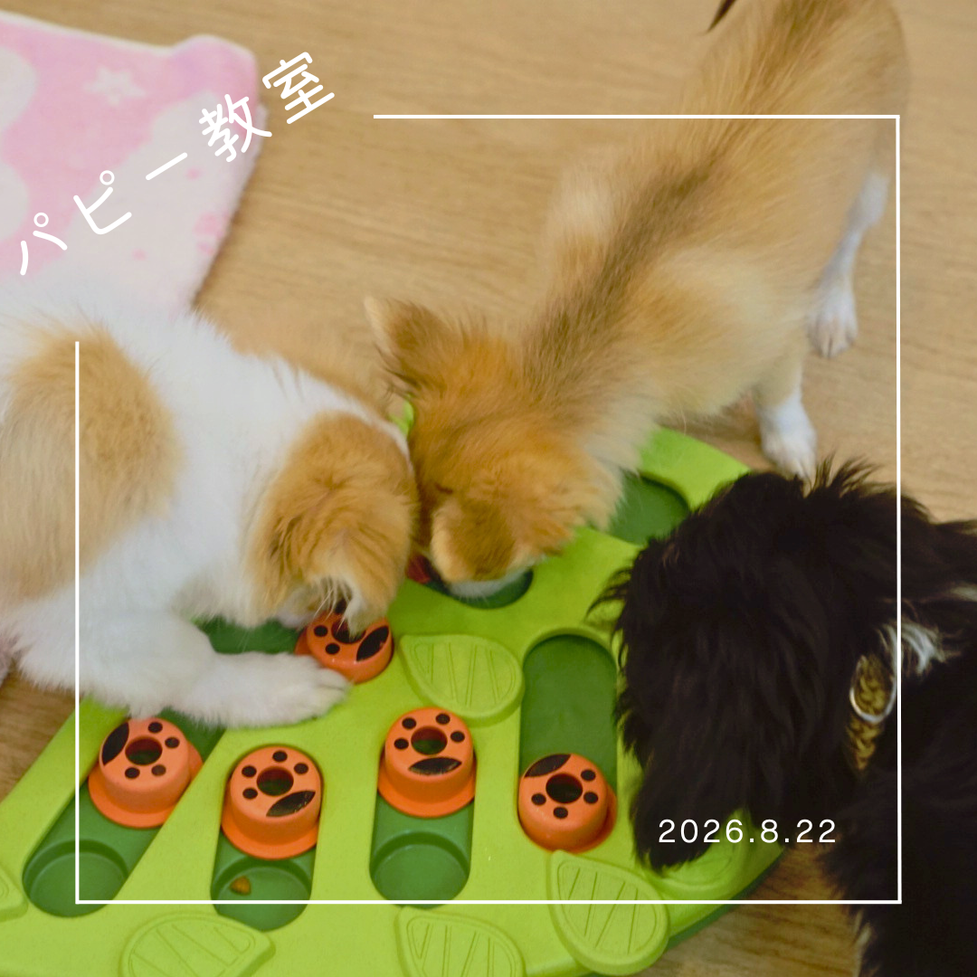 2026.8.22  パピー教室