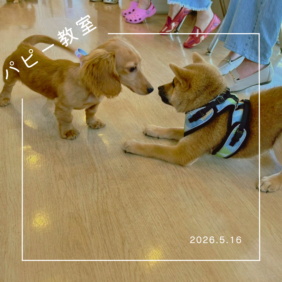 2026.5.16  パピー教室