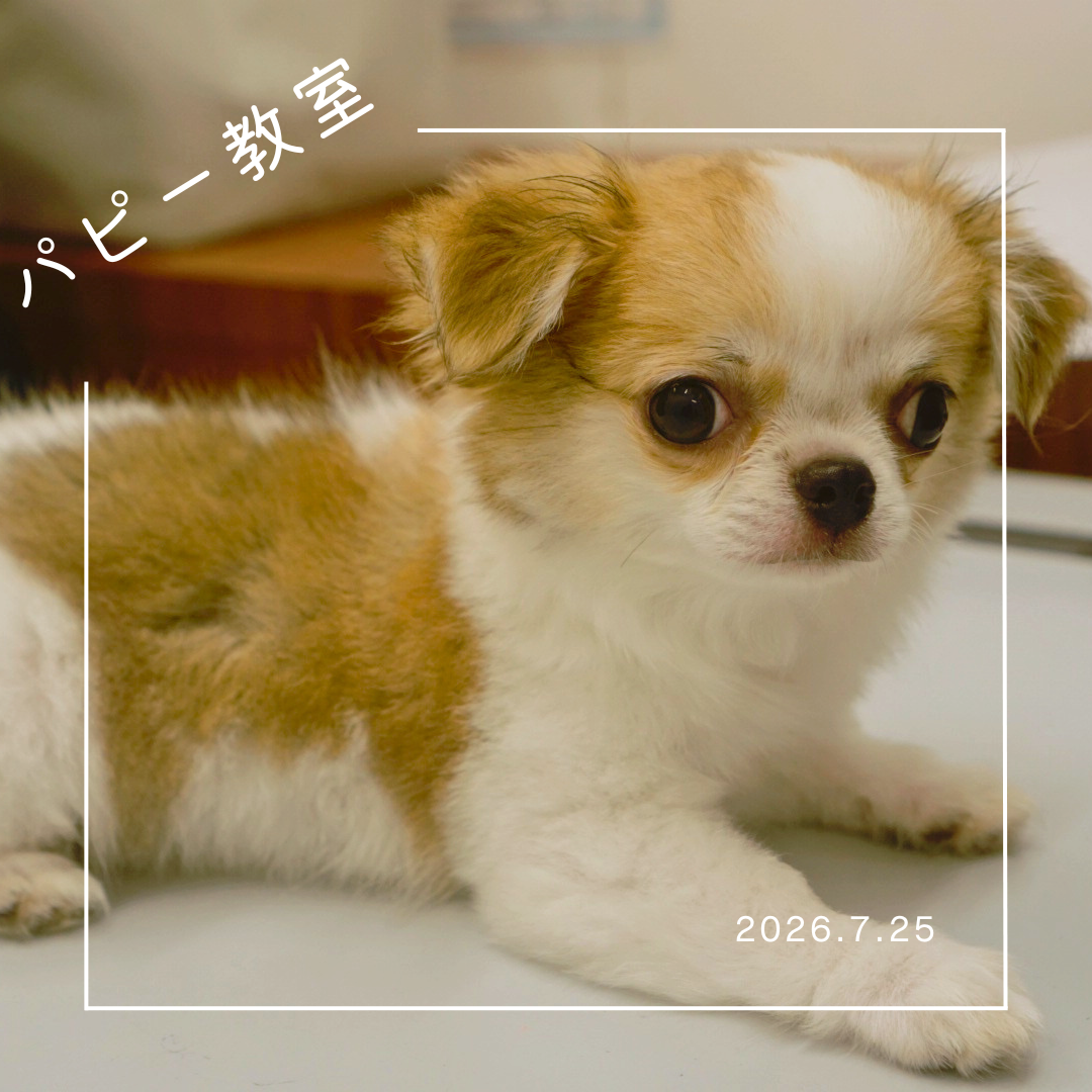 2026.7.25 　パピー教室
