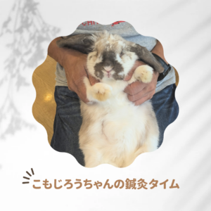 鍼灸治療症例【こもじろうちゃん】