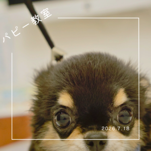 2026.7.18  パピー教室