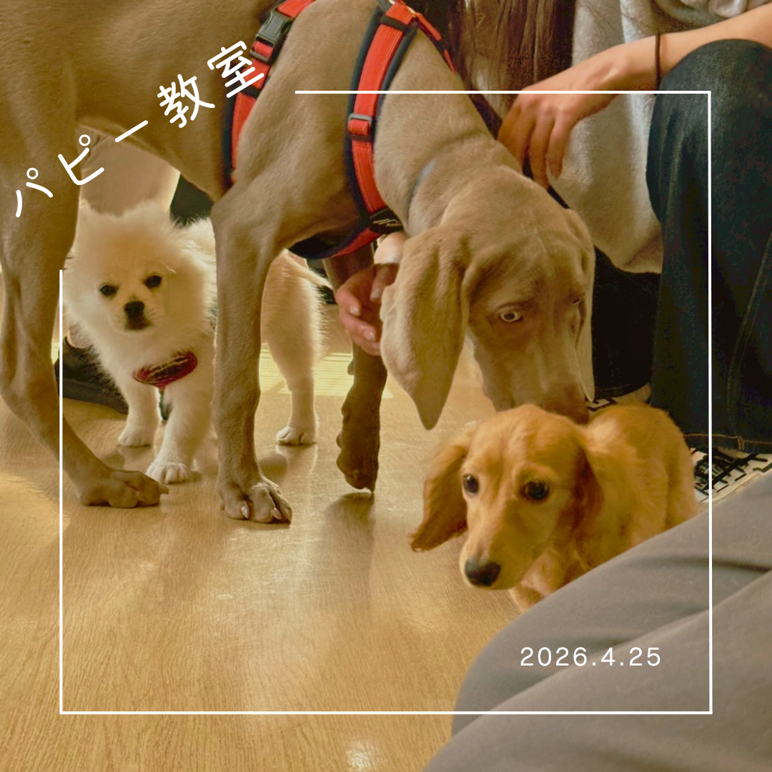 2026.4.25  パピー教室