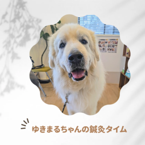 鍼灸治療症例【ゆきまるちゃん】