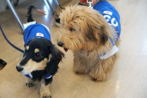 2026.1.24　パピー教室