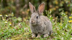 【うさぎコラム】知っておきたいウサギの生態と本音〜ハッピーな毎日を過ごすために〜