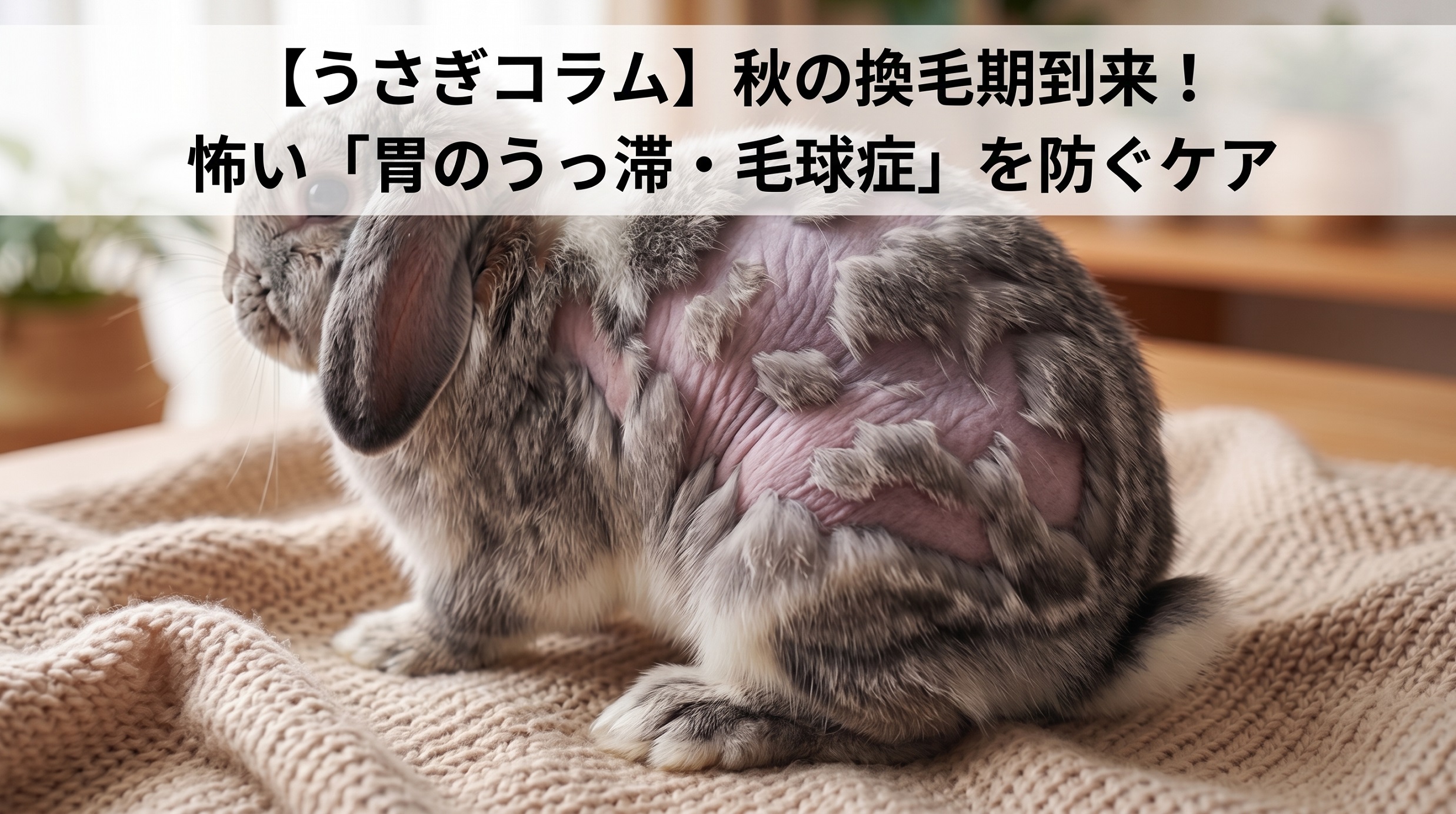 【うさぎコラム】秋の換毛期到来！怖い「胃のうっ滞・毛球症」を防ぐケア
