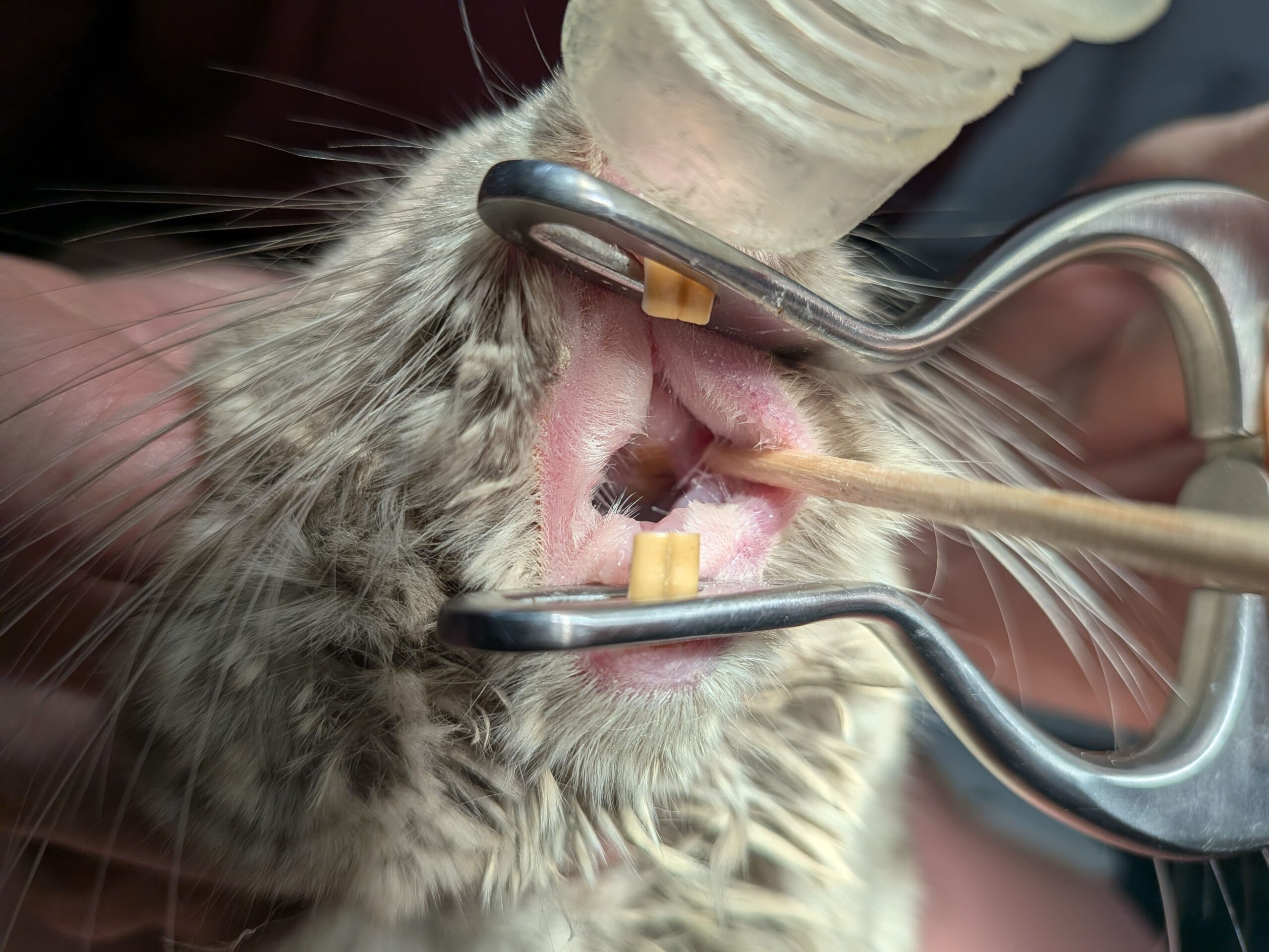 チンチラの不正咬合の症例