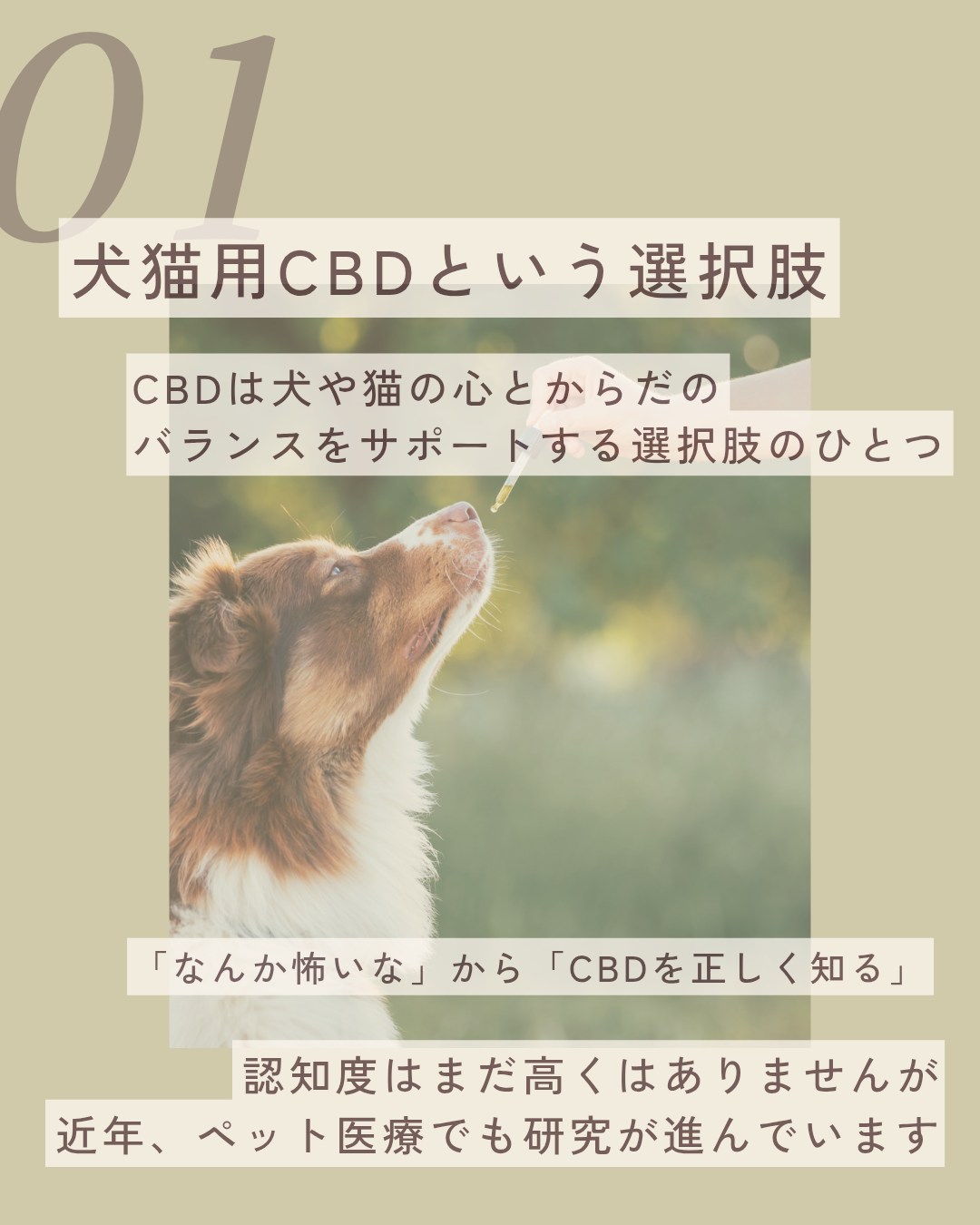 2026.8.11　　犬猫用CBDという選択肢