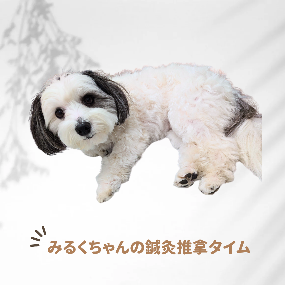 鍼灸治療症例【みるくちゃん】・車酔いについて