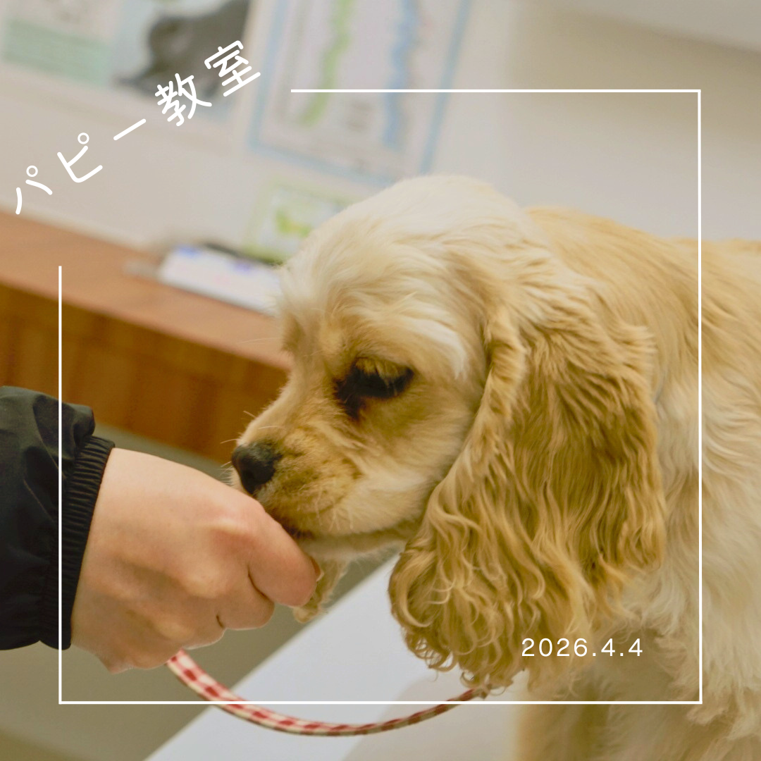 2026.4.4  パピー教室
