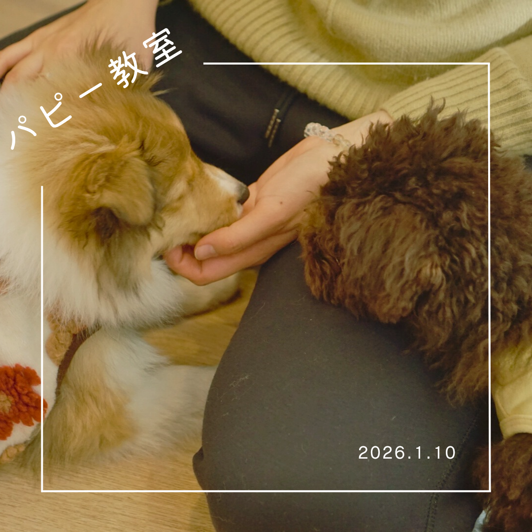 2026.1.10　パピー教室