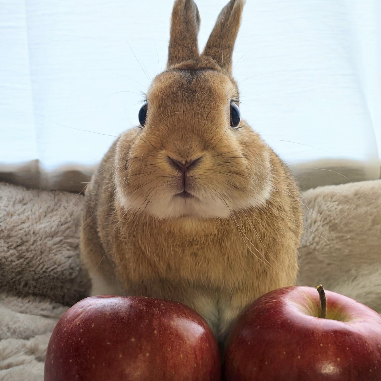 うさぎの避妊手術と子宮の病気